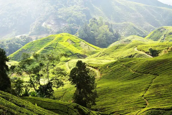 Cameron Highlands, Malaysia